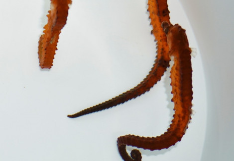 Hippocampus Kuda (Orange) - Allevato Europa  M
