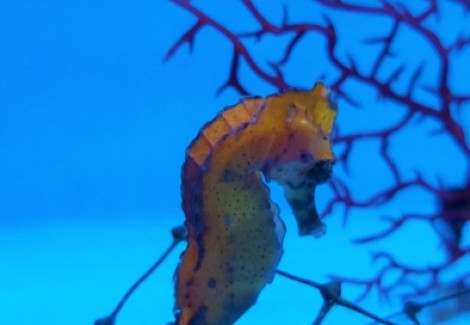 Hippocampus Kuda (Orangish) - Allevato Europa  M