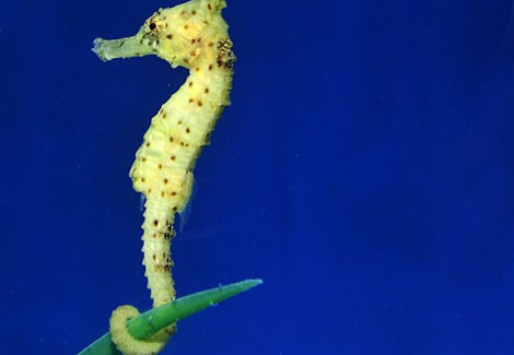Hippocampus Kuda (Yellow) - Allevato Europa  M