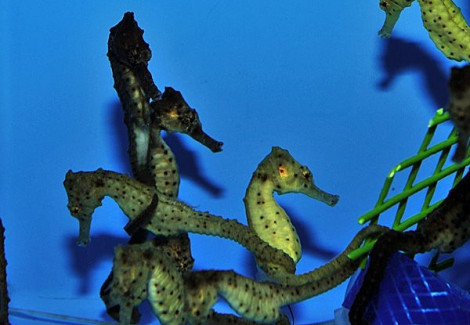 Hippocampus Kuda (Yellowish) - Allevato Europa S
