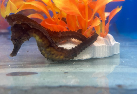 Hippocampus Kuda M