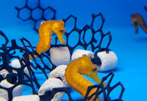 Hippocampus Reidi (Orange) - Allevato Europa S