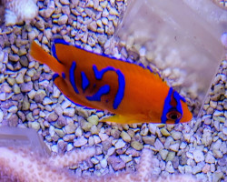 Holacanthus Clarionensis - Allevato Europa Ml