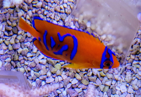 Holacanthus Clarionensis - Allevato Europa Ml