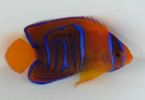 Holacanthus Clarionensis X Passer - Allevato Europa S