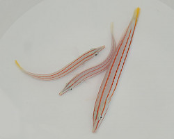Hologymnosus Doliatus M