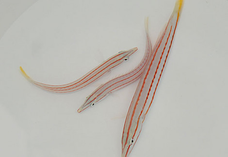 Hologymnosus Doliatus M