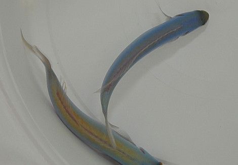 Hoplolatilus Chlupatyi M