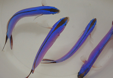 Hoplolatilus Purpureus M