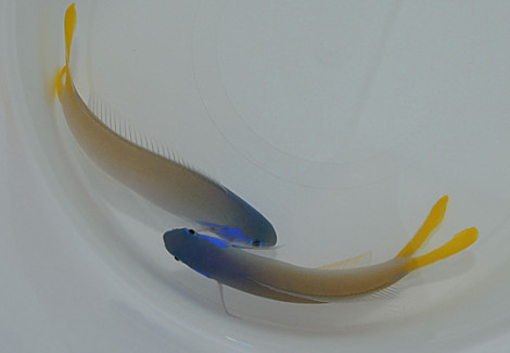 Hoplolatilus Starcki M