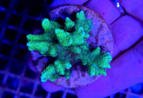 Hydnophora Spp. Green (Frag) M