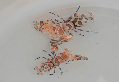 Hymenocera Picta S
