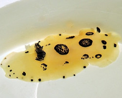 Jorunna Funebris M