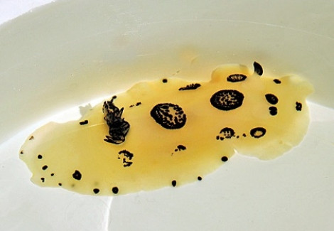 Jorunna Funebris M