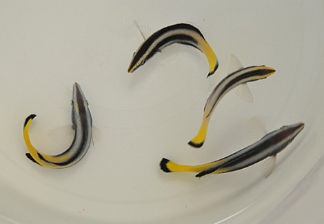 Labroides Bicolor Ml