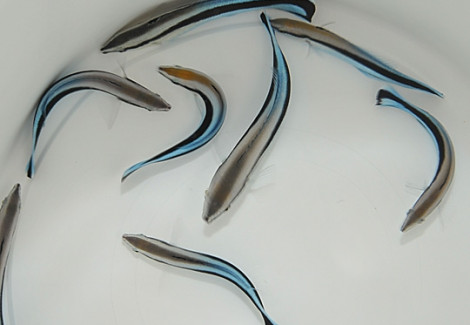Labroides Dimidiatus M