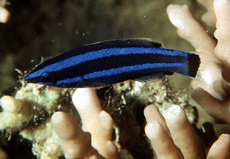 Larabicus Quadrilineatus M