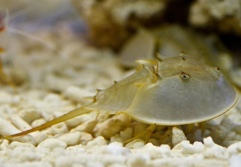 Limulus Polyphemus Ml