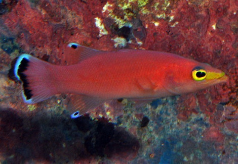 Liopropoma Mowbrayi M
