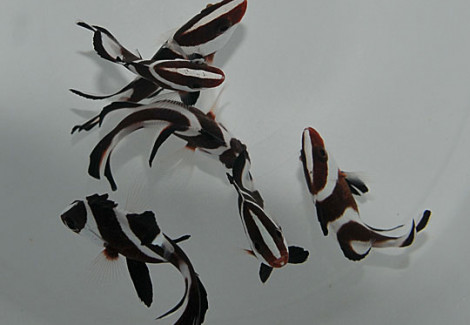 Lutjanus Sebae L