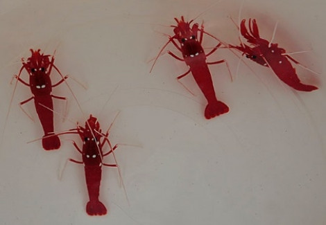 Lysmata Debelius S