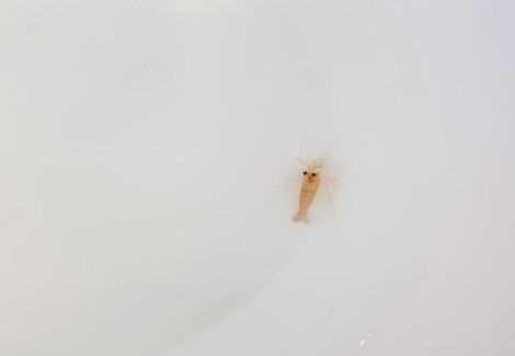 Lysmata Zacae M