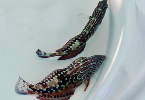 Macropharyngodon Bipartitus (Maschio) M