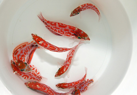 Macropharyngodon Choati M