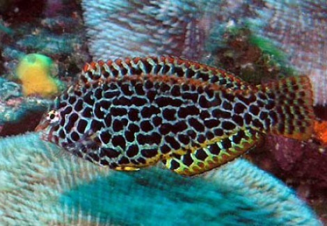 Macropharyngodon Meleagris M