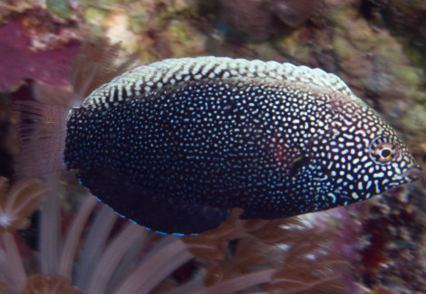 Macropharyngodon Negrosensis M