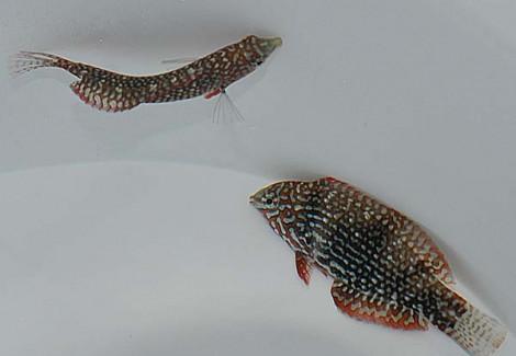 Macropharyngodon Ornatus M