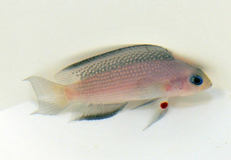 Manonichthys Alleni Ml