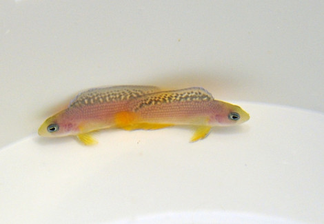 Manonichthys Splendens - Allevato Europa M