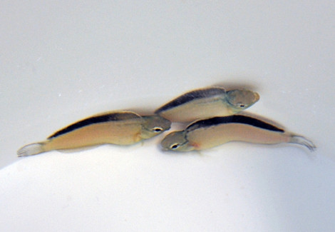 Meiacanthus Smithi - Allevato Europa M