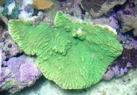 Merulina Ampliata (Green) Xs