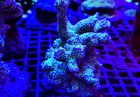 Montipora Malampaya (Frag) M