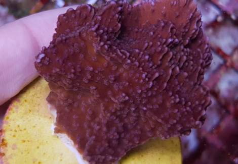 Montipora Spp. (Laminar Common) (Frag) M