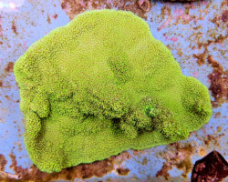 Montipora Spp. Encrusting (Green ) Xs