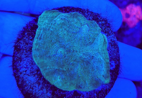 Mycedium Spp. Green/Edge (Frag) M