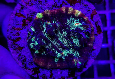 Mycedium Spp. Premium (Frag) M