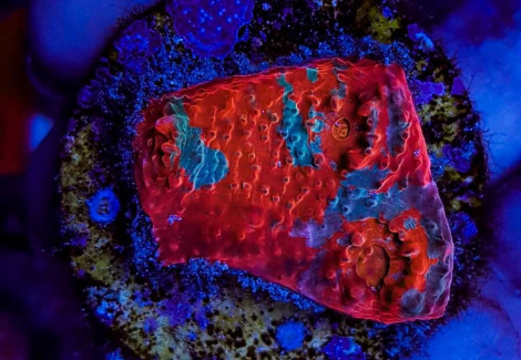 Mycedium Spp. Ultra (Frag) M