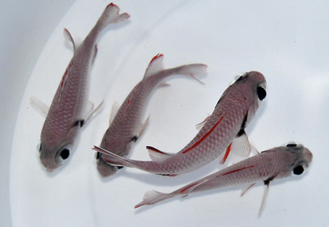 Myripristis Murdjan M