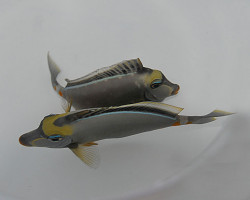 Naso Lituratus Ml