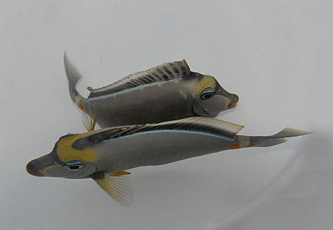 Naso Lituratus S
