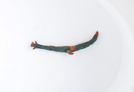 Nembrotha Kubaryana