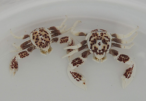 Neopetrolisthes Ohshimai (Coppia) Ml