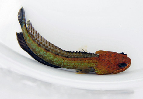 Opistognathus Castelnaui M