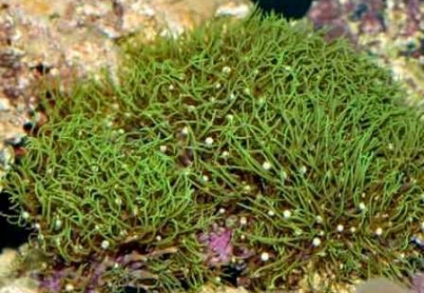 Pachyclavularia Violacea (Green Grade A) Ml