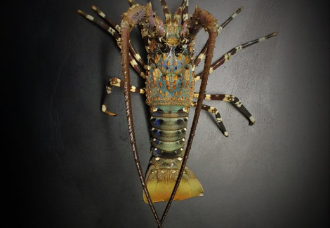 Panulirus Ornatus S