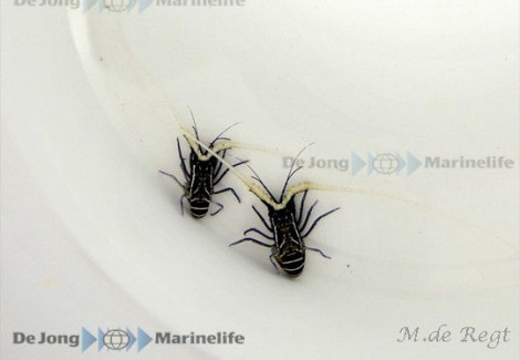 Panulirus Versicolor S